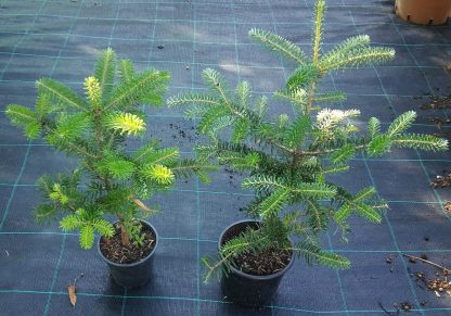 Jedľa korejská (Abies koreana) veľkosť 20cm+