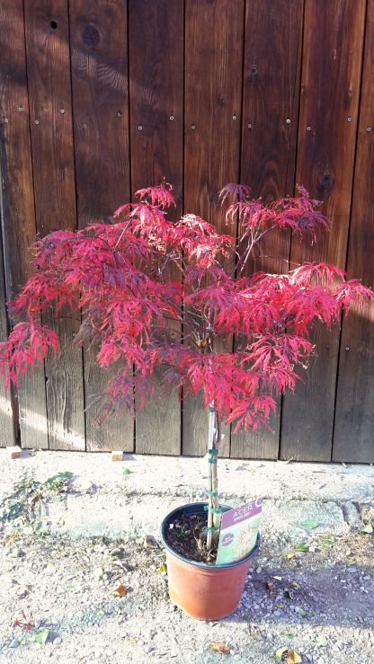 Javor dlaňolistý (Acer palmatum ´Garnet´) veľkosť 65cm