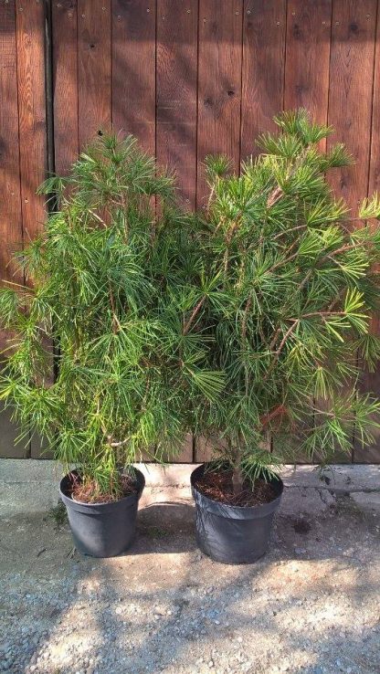 Dáždnikovec praslenovitý (Sciadopitys verticillata) veľkosť 120+cm