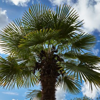 Trachycarpus fortunei (-17˚C)