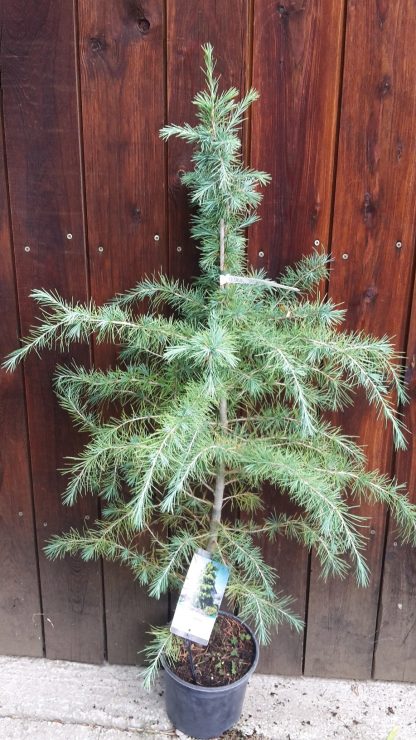 Céder himalájsky (Cedrus deodara) 25ks semien