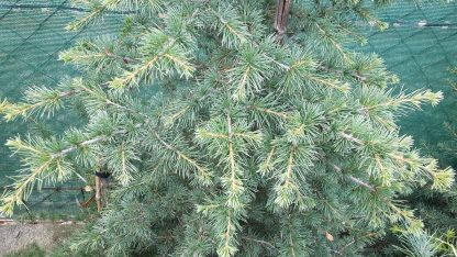 Céder libanonský (Cedrus libani) 25ks semien