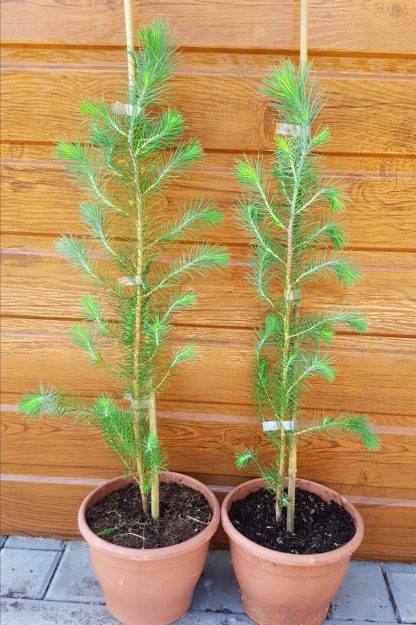 Borovica píniová (Pinus pinea) veľkosť 50-60cm