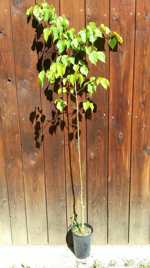 Lipa malolistá (Tilia cordata) veľkosť 120-170cm