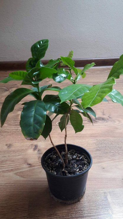 Kávovník arabský (Coffea arabica) veľkosť 25cm - 2 rastliny v kvetináči
