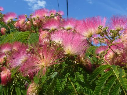 Albízia ružová (albizia julibrissin) 30ks semien