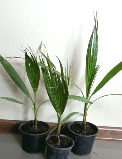 Washingtonia filifera - veľkosť 30-40cm