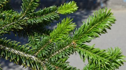 Jedľa biela (Abies alba) 30ks semien