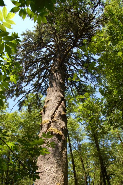 Smrek sitkanský (Picea sitchensis) 30ks semien