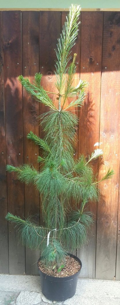 Borovica himalájska (Pinus wallichiana) veľkosť 150-200cm
