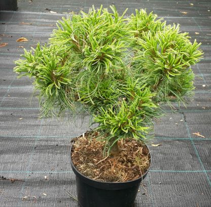 Borovica hladká (Pinus strobus ´Green Curls´) veľkosť 35-45cm