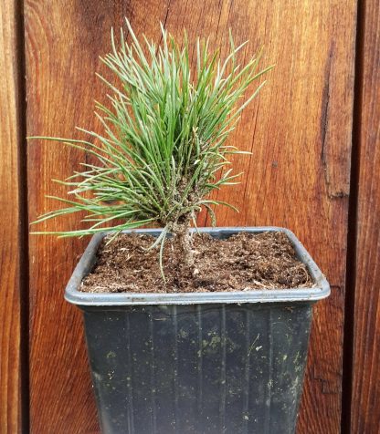 Borovica sibírska/ Sibírsky céder (Pinus sibirica) veľkosť 10cm+