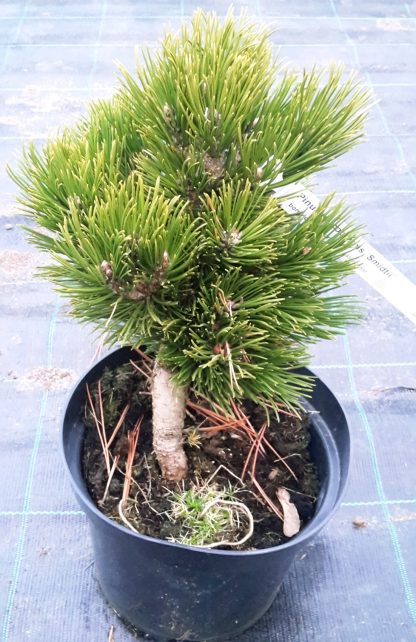 Borovica pancierová (Pinus leucodermis ´Schmidtii´) veľkosť 25-30cm