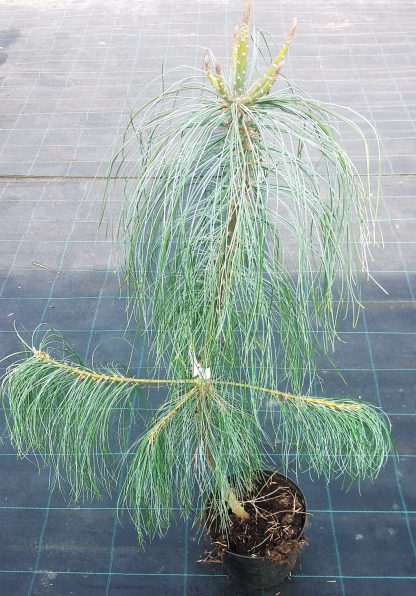 Borovica himalájska (Pinus wallichiana) 30ks semien