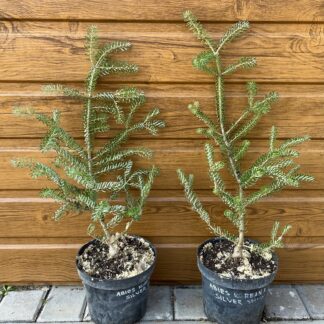 Jedľa korejská (Abies koreana ´Silver Show´) veľkosť 45cm+