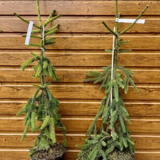 Smrek obyčajný previsnutý (Picea abies ´inversa´) veľkosť 100-110cm