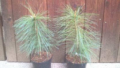 Borovica mexická (Pinus ayacahuite) veľkosť 20-35cm