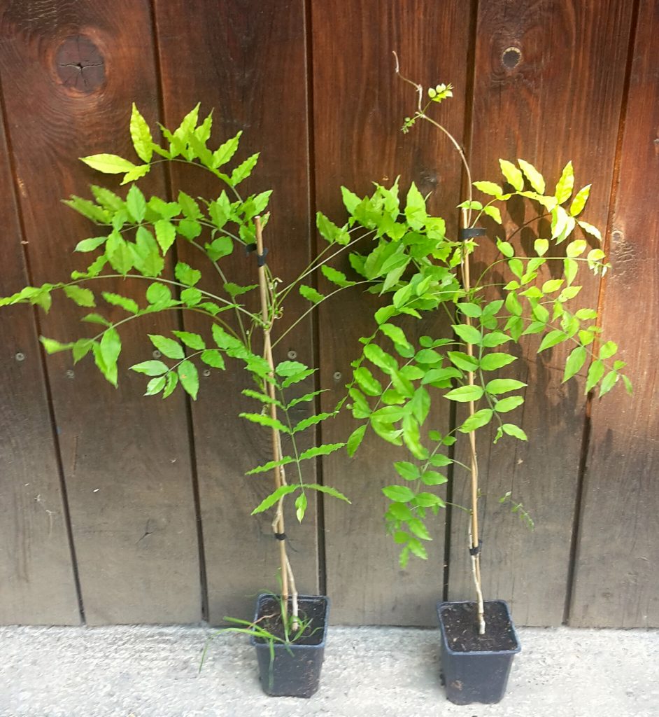 Vistéria čínska (Wisteria sinensis) veľkosť 30cm+