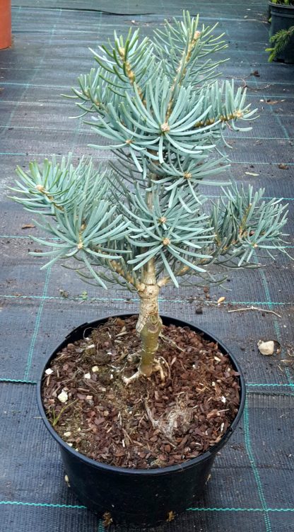 Jedľa srienistá (Abies concolor 'Compacta pyramidalis') veľkosť 35-45cm