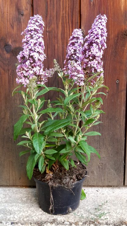 Budleja dávidova (Buddleia davidii ´Fluterby pink´) veľkosť 30+cm