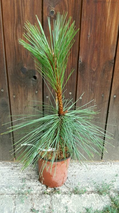 Borovica ťažká (Pinus ponderosa ´Pendula´) veľkosť 40cm