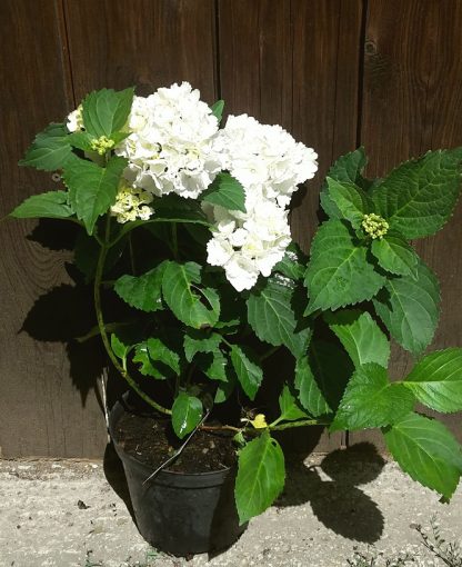 Hortenzia kalinolistá (Hydrangea macrophylla ´Schneeball´) veľkosť 30cm+ - Image 2