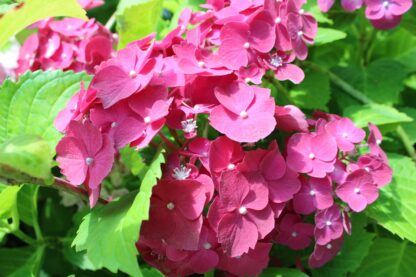 Hortenzia kalinolistá (Hydrangea macrophylla ´Masja´) veľkosť 25cm+