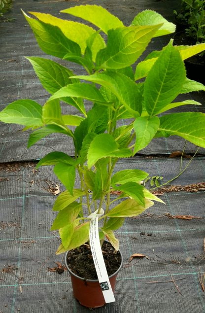 Hortenzia kalinolistá (Hydrangea macrophylla ´Bailmer´) veľkosť 40-50cm - Image 2