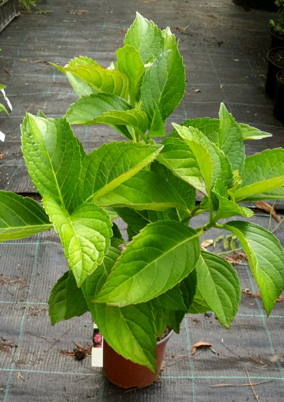 Hortenzia kalinolistá (Hydrangea macrophylla ´Masja´) veľkosť 25cm+ - Image 2