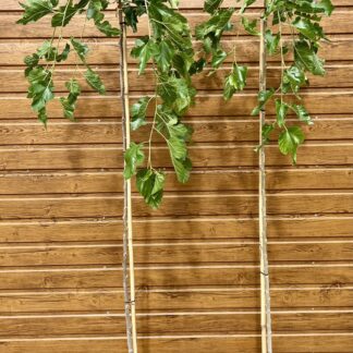 Moruša biela - previslá (Morus alba ´Pendula´) na kmieniku 160cm
