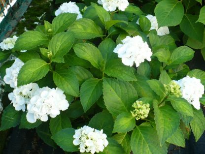 Hortenzia kalinolistá (Hydrangea macrophylla ´Schneeball´) veľkosť 30cm+