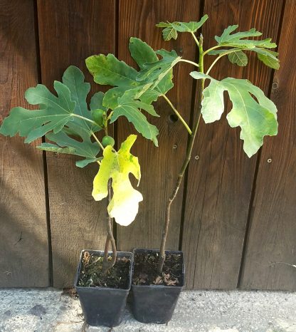Figovník jedlý (Ficus carica ´Violette dauphine´) veľkosť 30-50cm