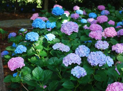 Hortenzia kalinolistá (Hydrangea macrophylla ´Bailmer´) veľkosť 40-50cm