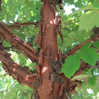 Javor šedý (Acer griseum) 25ks semien