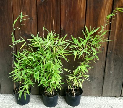 Fargesia nitida ´Black Pearl´ veľkosť 40+cm