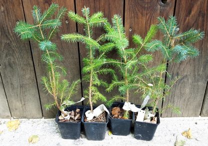 Smrek sitkanský (Picea sitchensis) veľkosť 15-30cm