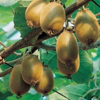 Aktinídia (kiwi)
