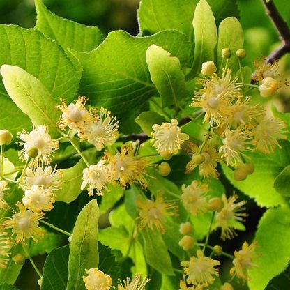Lipa malolistá (Tilia cordata) 40ks semien