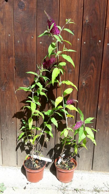 Budleja dávidova (Buddleia davidii ´Sugar plum´) veľkosť 30+cm - Image 2