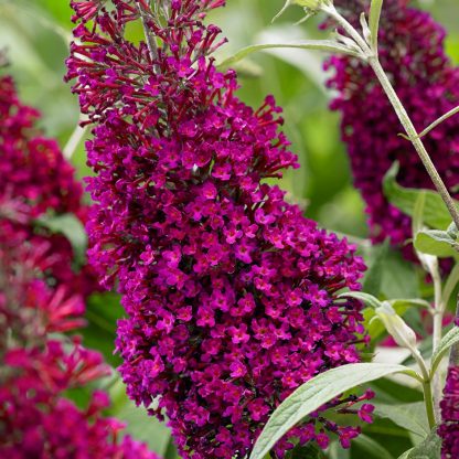 Budleja dávidova (Buddleia davidii ´Sugar plum´) veľkosť 30+cm