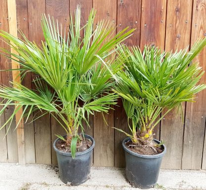 Chamaerops humillis - kmeň 10-20cm, celková výška 60cm+