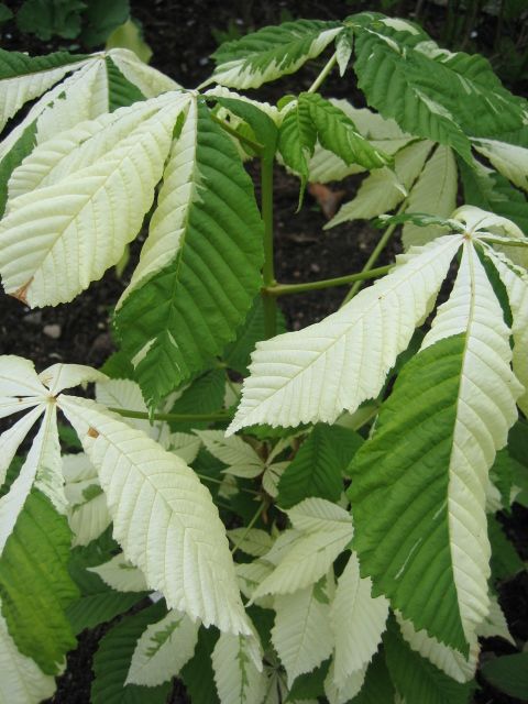 Pagatan konsk (Aesculus hippocastanum variegata) vekos 40-70cm -  Hortinest