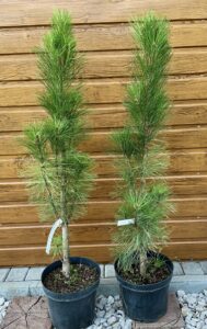 Pinus nigra ´Green tower´