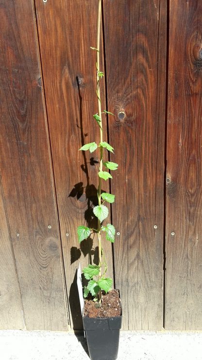Chmeľ obyčajný (Humulus lupulus ´Nordbrau´)