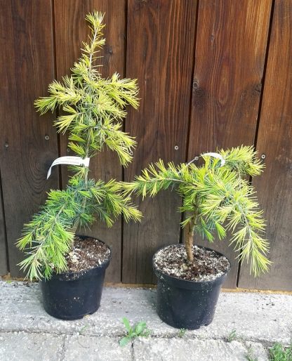 Céder himalájsky (Cedrus deodara ´Feelin sunny´) veľkosť 20+cm