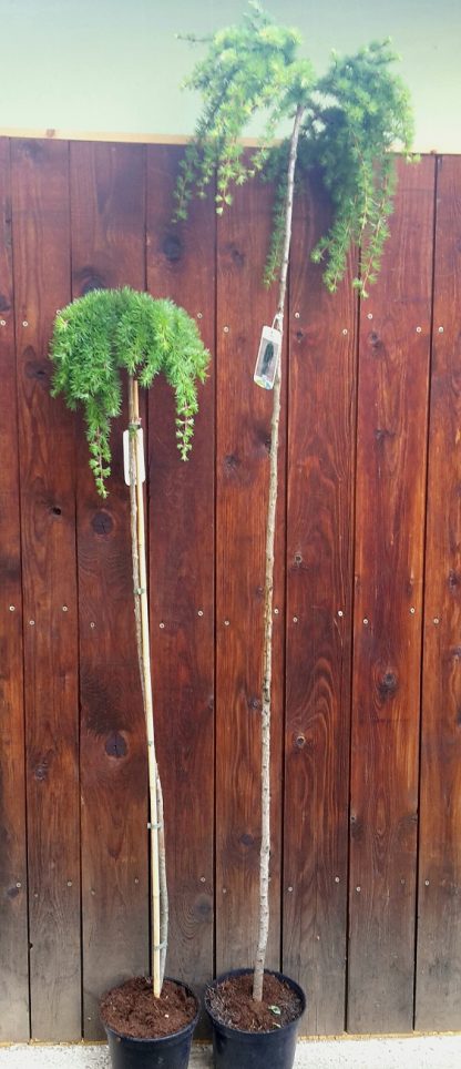 Smrekovec japonský (Larix kaempferi ‘Stiff weeper’) na kmieniku 130-170cm