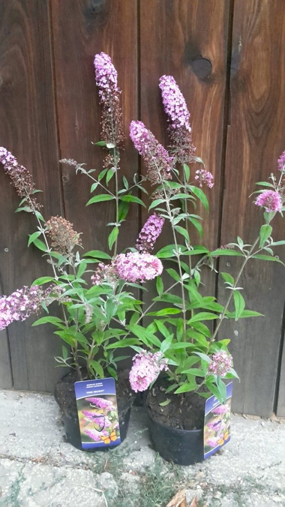 Budleja dávidova (Buddleia davidii ´Pink Delight´) veľkosť 30+cm
