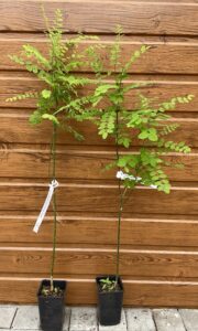 Sophora japonica