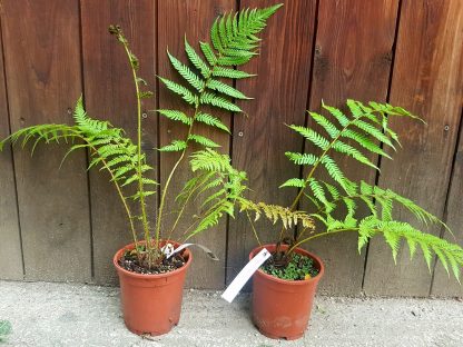 Cyathea cooperi