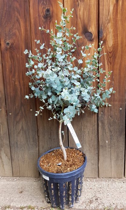 Eukalyptus gunnov (Eucalyptus gunnii ´Azura´) veľkosť 60-70cm